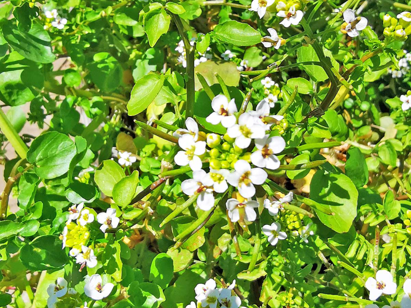 Preview: Echte Brunnenkresse - Nasturtium officinale