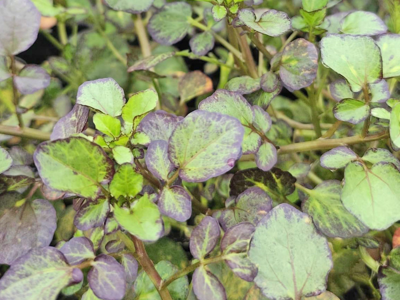Preview: Lila Brunnenkresse - Nasturtium x officinalis