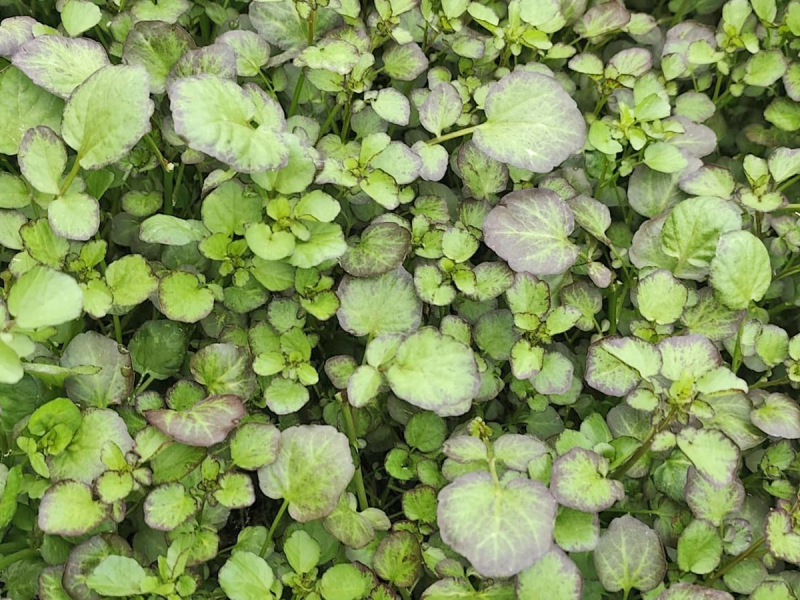 Preview: Lila Brunnenkresse - Nasturtium x officinalis