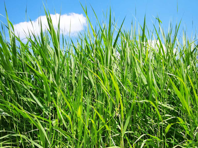 Schilfrohr - Phragmites australis