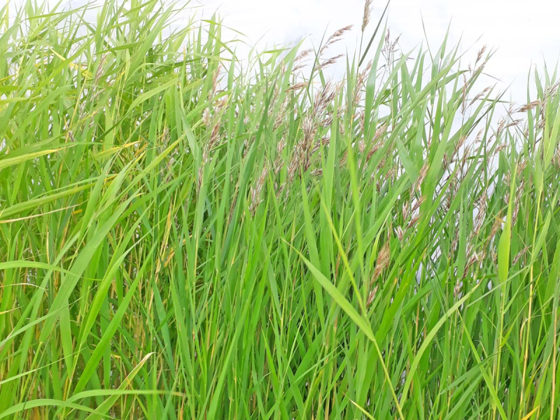 Preview: Schilfrohr - Phragmites australis