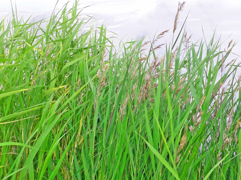 Preview: Zwergschilfrohr - Phragmites australis Humilis