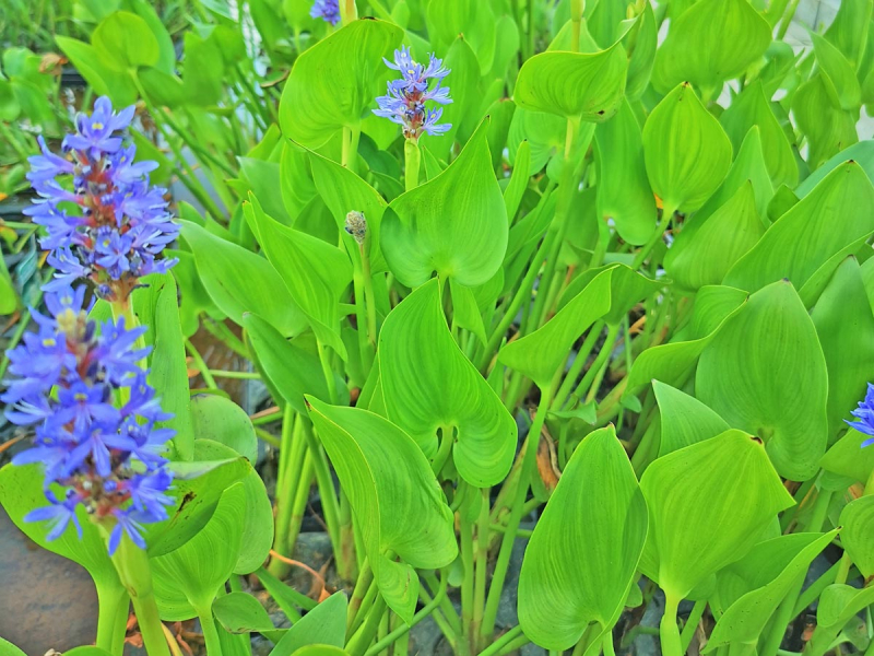 Preview: Hechtkraut - Pontederia cordata