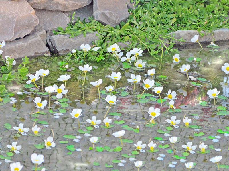 Wasserhahnenfuß - Ranunculus aquatilis