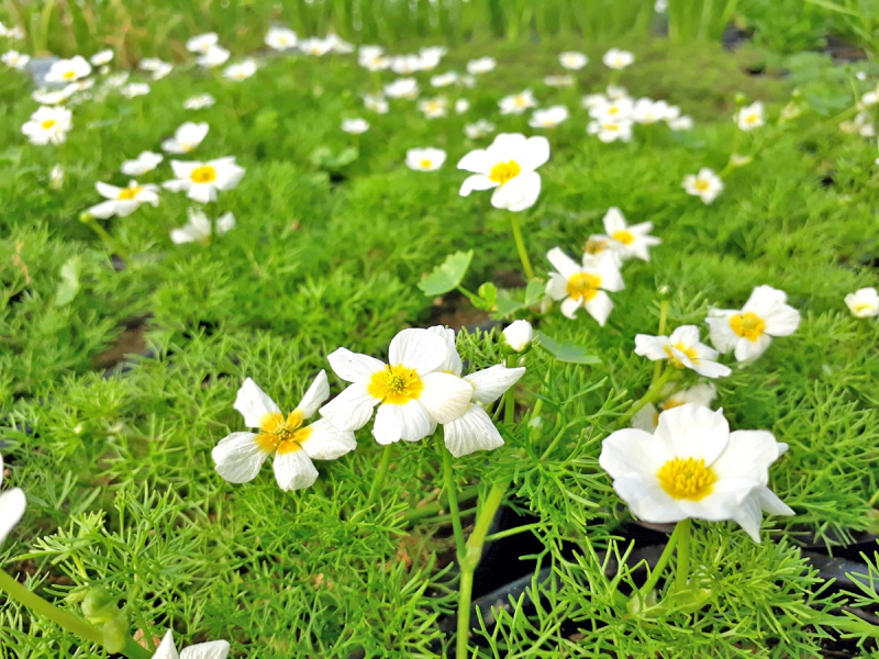 Wasserhahnenfuß - Ranunculus aquatilis