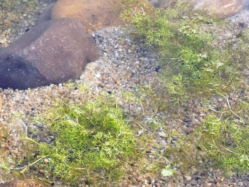 Wasserhahnenfuß - Ranunculus aquatilis