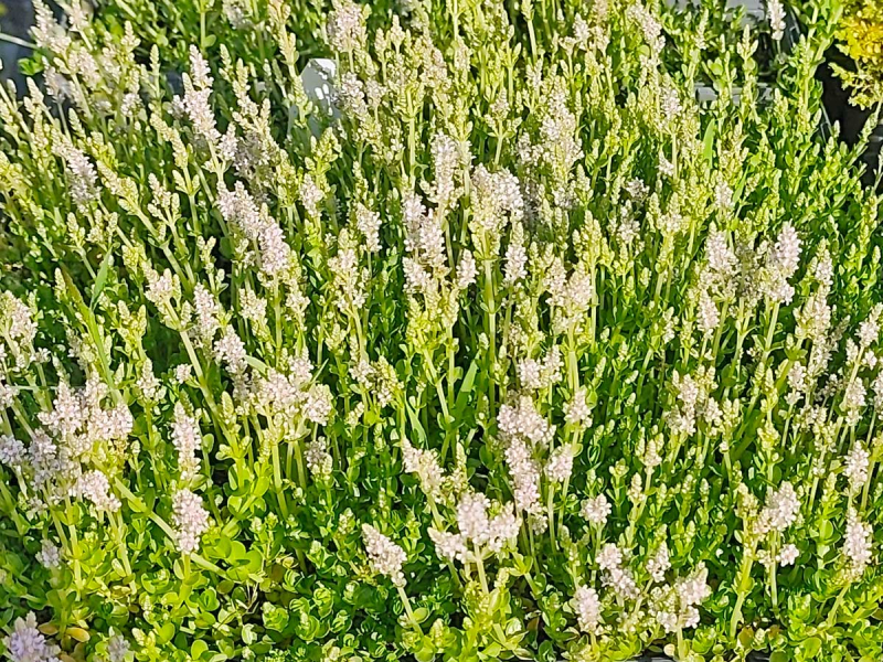Preview: Rundblättriger Rotala grün - Rotala rotundifolia green
