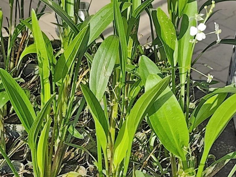 Preview: grasblättriges Pfeilkraut - Sagittaria graminea