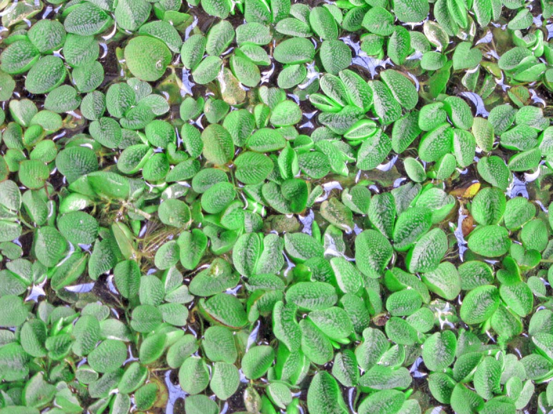 Preview: Schwimmfarn-Salvinia-minima