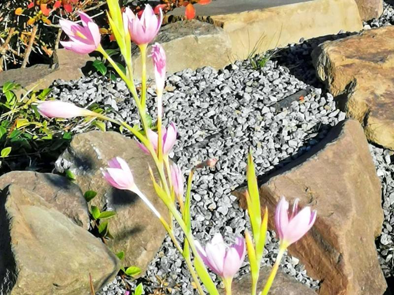 Preview: Spaltgriffel rosa - Schizostylis coccinea