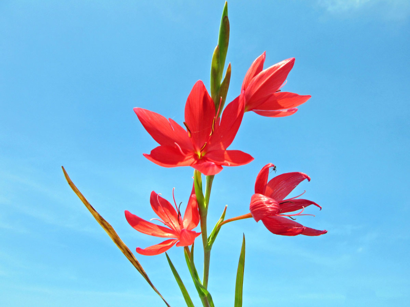 Preview: Spaltgriffel rot - Schizostylis coccinea