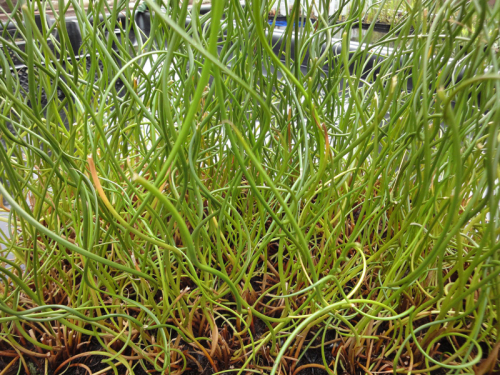 Korkenzieherbinse Juncus effusus Spiralis Teichpflanze H2OPflanze.de