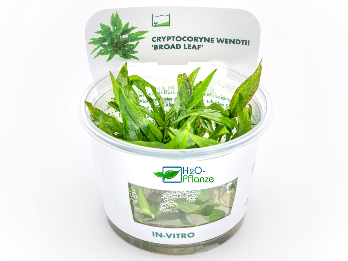 Cryptocoryne wendtii 'Broad Leaf' in vitro breitblttriger Wasserkelch
