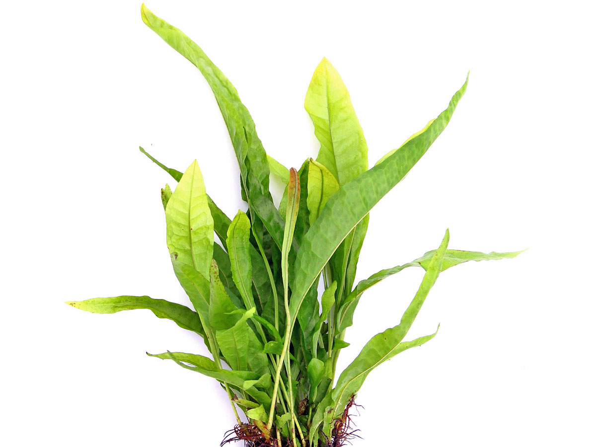 Microsorum pteropus Javafarn online kaufen | h2o-pflanze.de