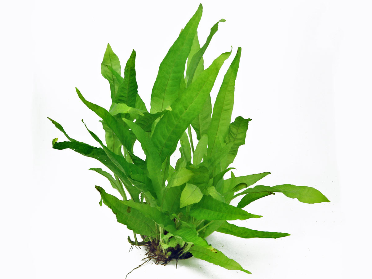 Microsorum pteropus Javafarn online kaufen | h2o-pflanze.de