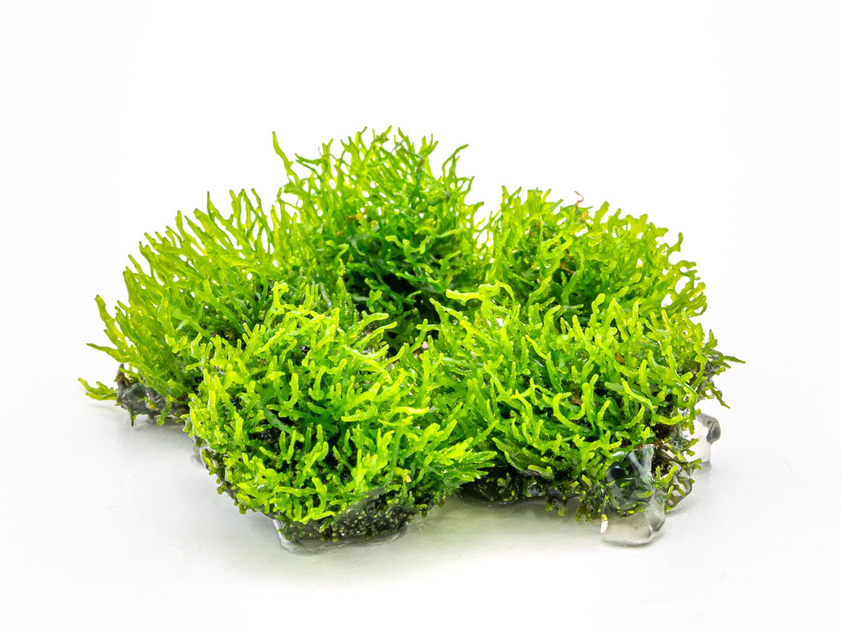 Riccardia chamedryfolia in vitro Korallenmoos