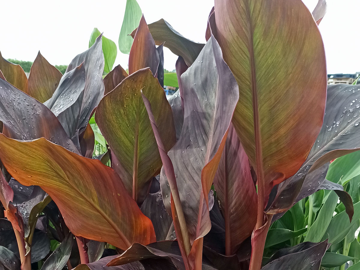 Blumenrohr Canna glauca indica Teichpflanze kaufen | H2O-Pflanze.de