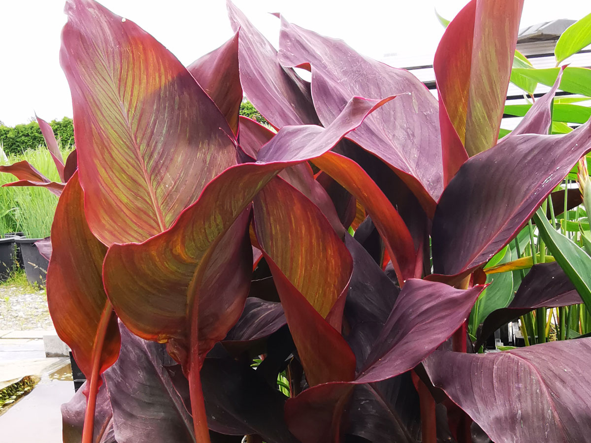 Blumenrohr Canna glauca indica Teichpflanze kaufen | H2O-Pflanze.de