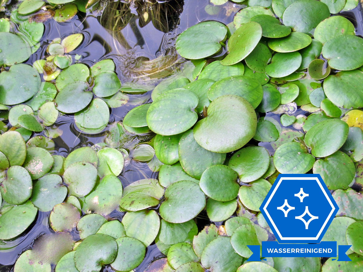 37+ Froschbiss Teich Einsetzen, Froschbiss im teich sorgt für klares