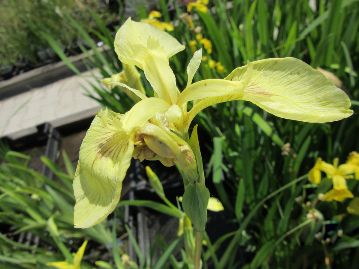 Gelbe Sumpfschwertlilie 30 Stück - Winterharte Teichpflanzen Für Filter