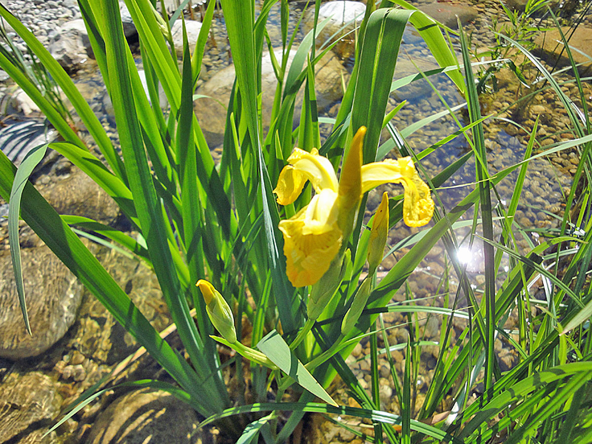 2 Jungpflanzen Gelbe Schwertlilie ca 30cm ho.in kräftigem Wurzelballen