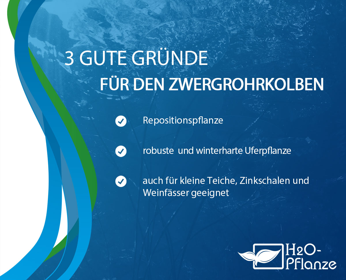 TRIO Typha Minima – 3er Set Zwergrohrkolben, Winterharte Heimische Wasserpflanze Im 9x9 Cm Topf, Für Kleine Teiche & Kübel, Klärpflanze Gegen Algen