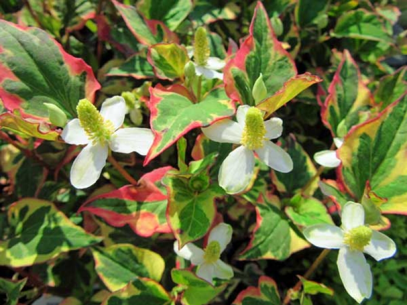 Houttuynie Houttuynia cordata Variegata Teichpflanze H2OPflanze.de