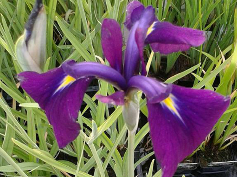 buntlaubige japanische Sumpfiris Iris ensata(kaempferi) Variegata
