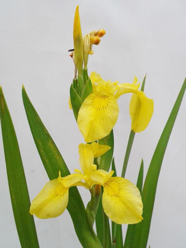 Schwertlilie gelb Iris pseudoacorus Teichpflanze H2OPflanze.de