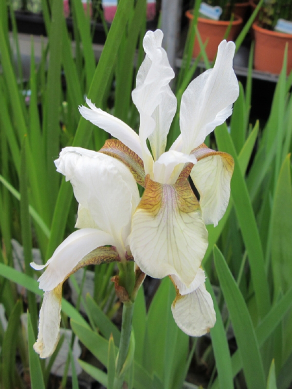 41+ Schwarze Iris Pflanze, Die großblütigen pflanzen werden