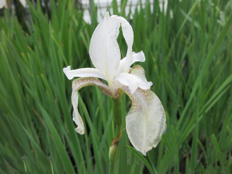 iris sibirica alba wiesenschwertlilie H2OPflanze.de