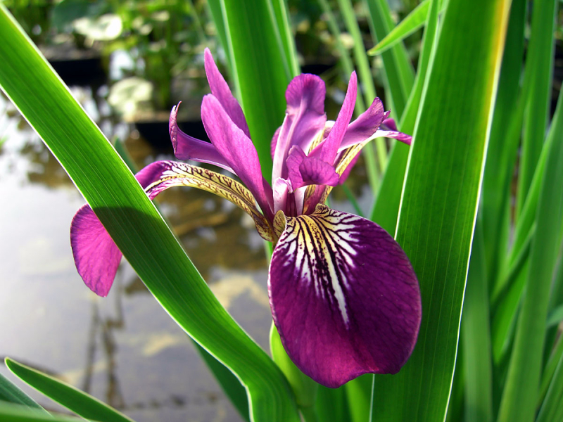 Iris versicolor Kermesina Sumpfschwertlilie rotviolett H2OPflanze.de
