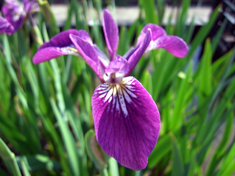 Iris versicolor Kermesina Sumpfschwertlilie rotviolett H2OPflanze.de