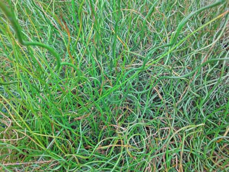 Korkenzieherbinse Juncus effusus Spiralis Teichpflanze H2OPflanze.de