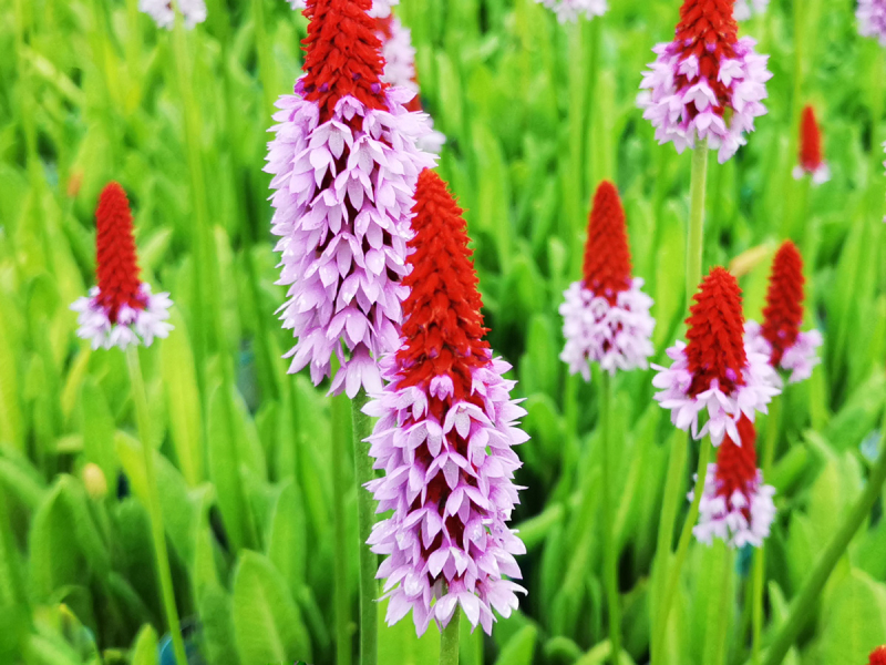 Orchideenprimel – Primula vialii
