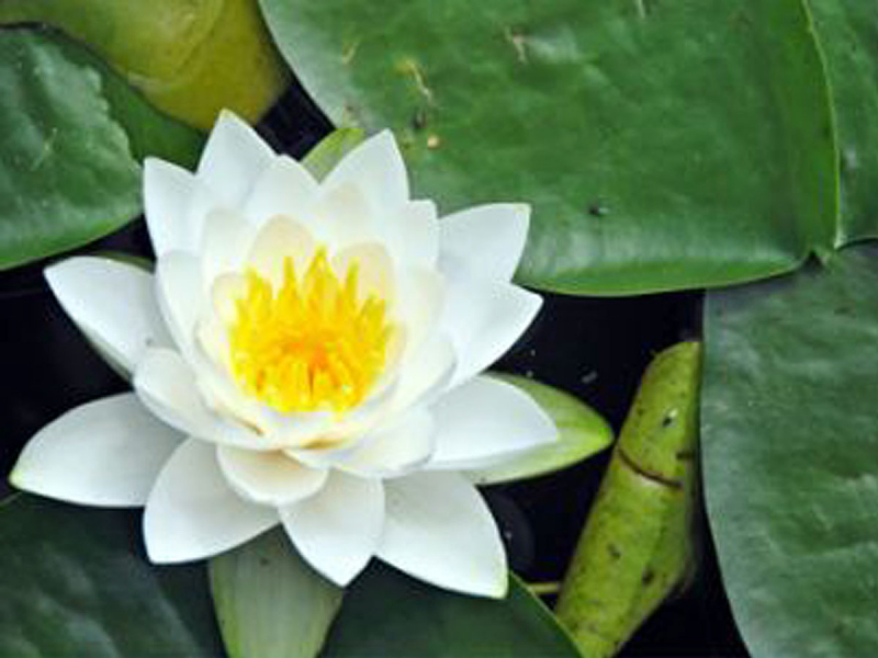 Teichpflanzen winterhart Basic Sortiment