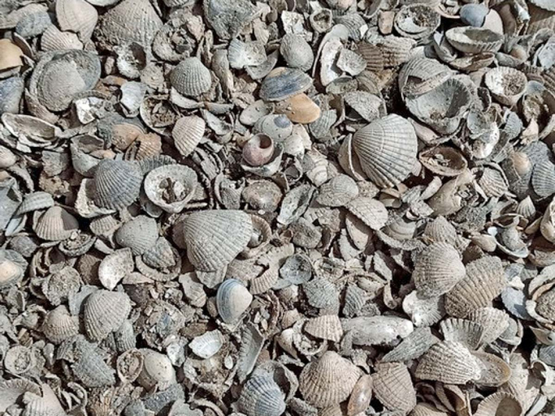 Muschelschalen Muschelkalk
