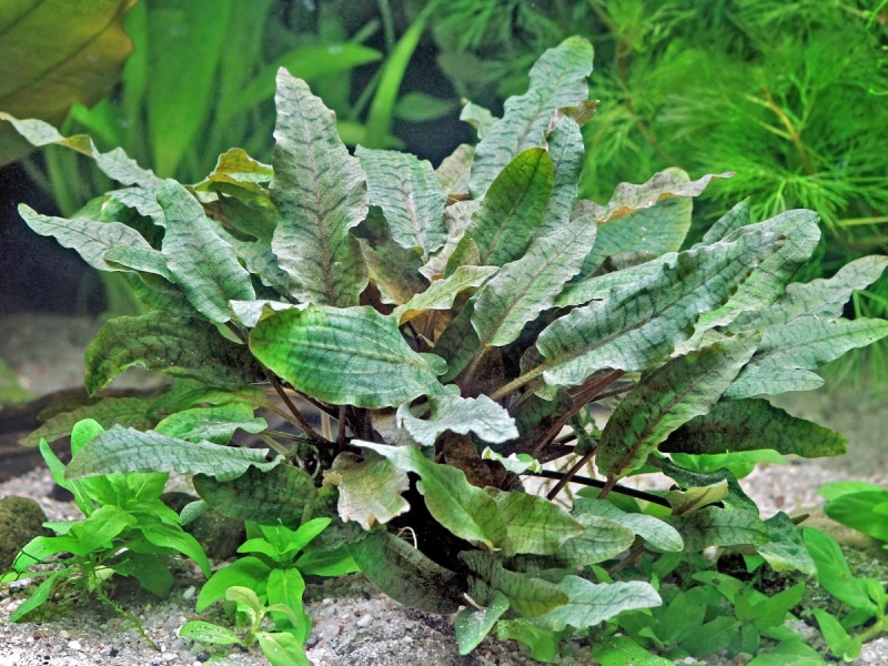 Cryptocoryne Wendtii Brown – Aquariumpflanze Im Topf, Einfach Zu Pflegen, Für Vordergrund