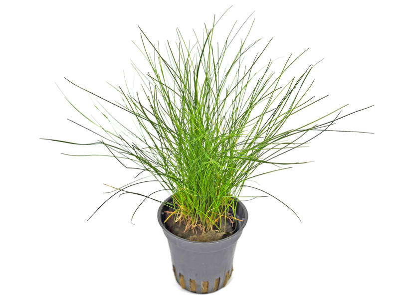 Zwergnadelsimse - Eleocharis parvula