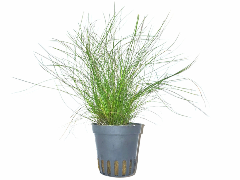 Zwergnadelsimse - Eleocharis parvula
