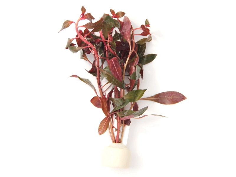 Ludwigia repens TR Kriechende Ludwigie, Schwimm-Heusenkraut