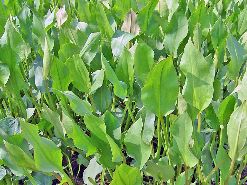 Alisma plantago - Froschlöffel