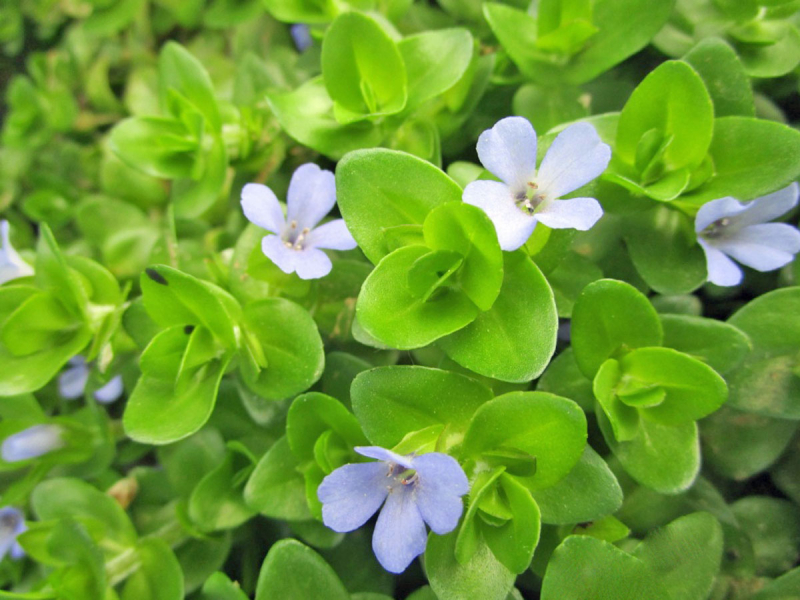 Bacopa caroliniana - Fettblatt