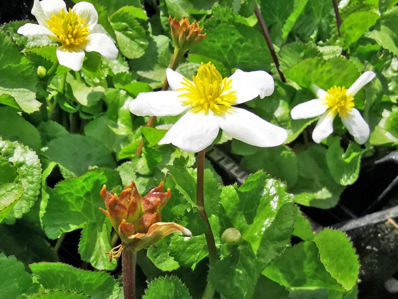 Caltha palustris Alba - Sumpfdotterblume weiß mit Samendolden
