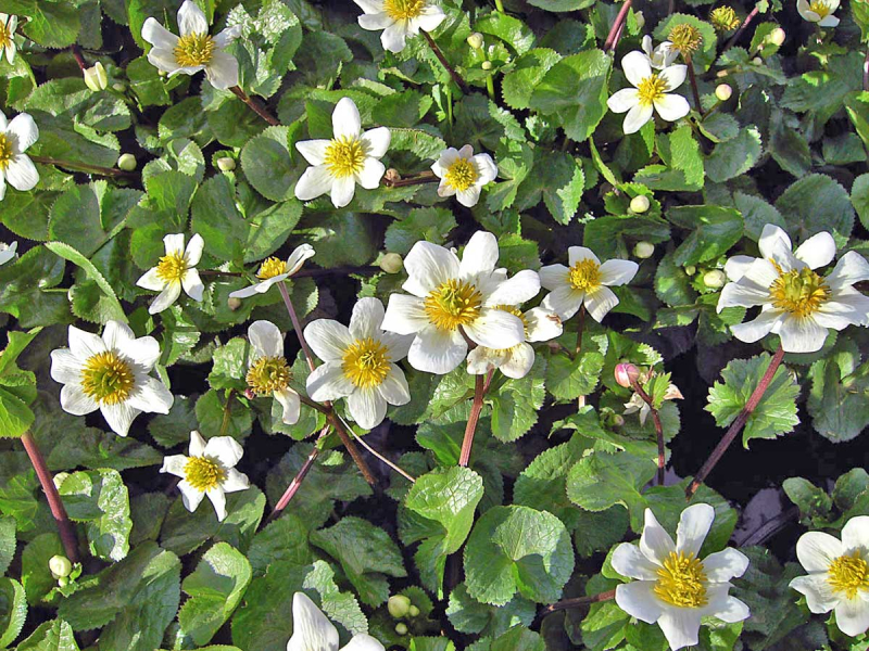 Ein Meer aus Caltha palustris Alba - Sumpfdotterblume weiß