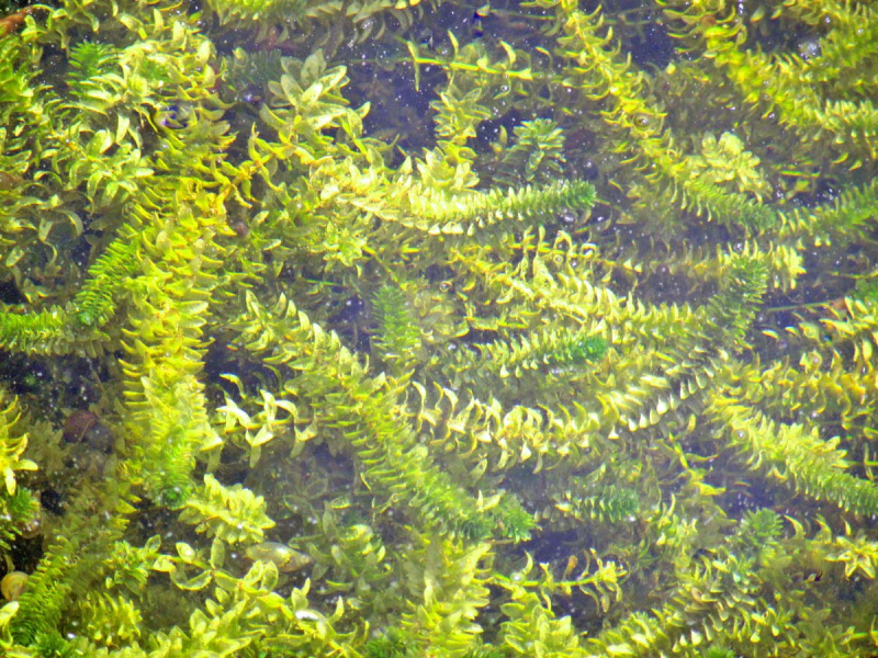 Elodea canadensis - Wasserpest