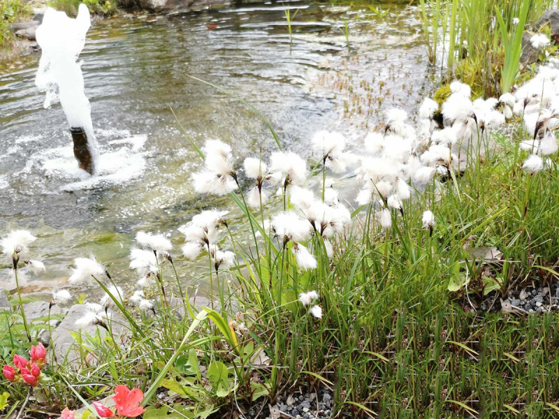 Wollgras - Eriophorum angustifolium