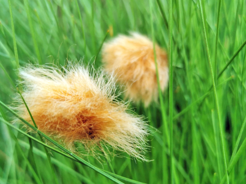 sibirisches Wollgras - Eriophorum russeolum