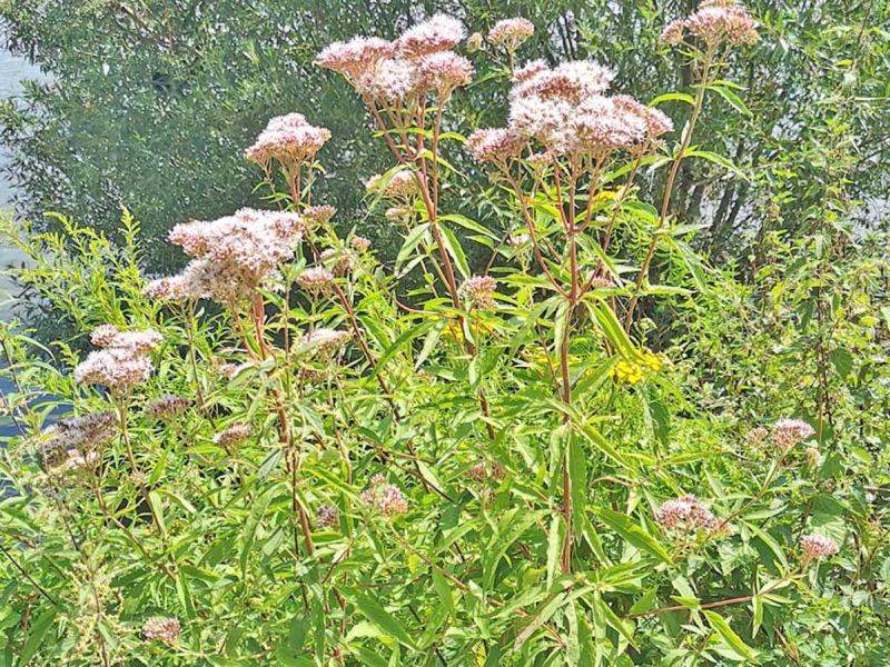 Wasserdost - Eupatorium cannabinum