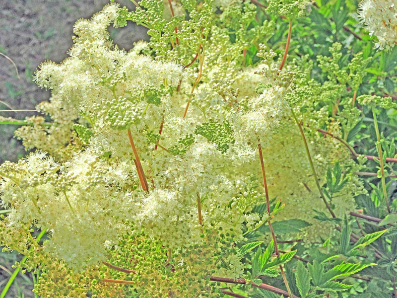 Filipendula ulmaria - Mädesüß